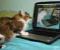 Lota the cat