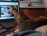 Xenia the cat