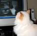 Rocky the cat