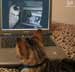 Captain Jack the cat