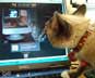 Novalee the cat