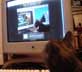 Jolene the cat