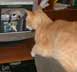 Faty the cat