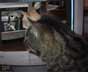 Feisty the cat