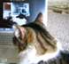 Tiger the cat