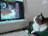 Moxie the cat