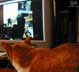 Pixel the cat
