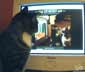 Katherine the cat