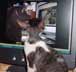 Ansa the cat