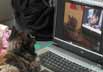 Franceska the cat
