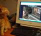 Sunshine the cat