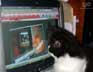 Mugsy the cat
