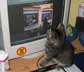 Kalle the cat