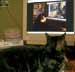 Parafka the cat