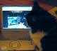 Minnie the cat