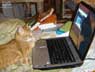 Edgar the cat