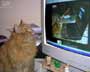 Tiggy the cat
