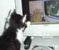 Mickey the cat