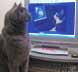 Alfie the cat