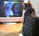 Norbert the cat