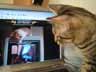 Lexy the cat