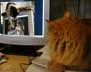 Alice the cat