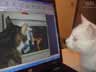 Bimbo the cat