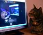Binx the cat