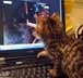 Mokka the cat