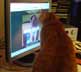 Markku the cat