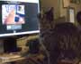 Luna the cat