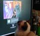 Shiro the cat