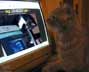 Olja the cat