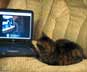 Sissi the cat