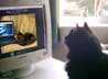 Kenco the cat