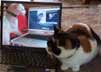 Suzy the cat