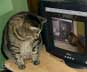 Khaos the cat