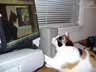 Gressive the cat