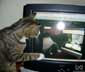 Angel the cat