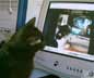 Fuchur the cat