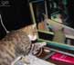 Jack the cat