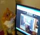 Alex the cat