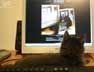 Gniaffron the cat