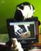 Chatis & Paquete the cat