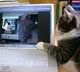 niilo cat