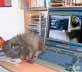 bertie cat