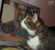 guillotine cat