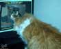 bo cat