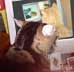 Aspirin cat