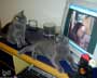 Giselle & Sophia cat